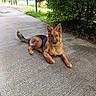 Brownie participe au concours pour gagner de l'argent avec cette photo : dog, german_shepherd, puppy, outdoor, concrete, path, greenery, plants, leaves, fence, car, pet, animal, canine, young_dog, lying_down, ears_up, alert, nature, daylight