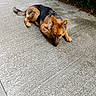 Brownie a rejoint le concours — aidez-le/la à gagner de superbes lots ! dog, puppy, german_shepherd, lying_down, concrete, sidewalk, outdoor, greenery, fur, ears, tail, pavement, nature, young_dog, pet, canine, animal, resting, curious, quiet