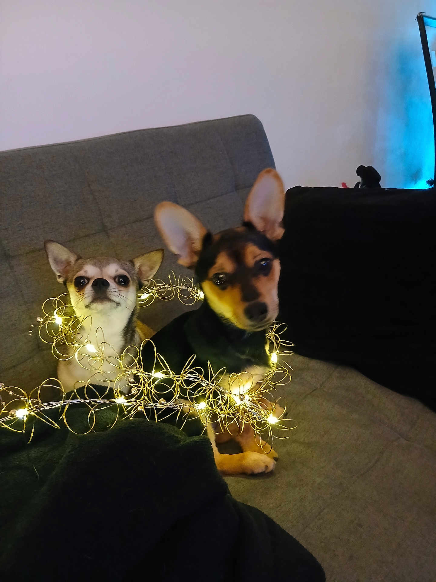 Manolo Et Aïko participe au concours pour gagner de l'argent avec cette photo : dog, chihuahua, two_dogs, small_dog, fairy_lights, string_lights, sofa, couch, blanket, indoor, pet, ears, paw, looking_up, cozy, festive, evening_lighting, portrait, home, curious