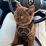 Taïko a rejoint le concours — aidez-le/la à gagner de superbes lots ! brown_fur, car_interior, cat, closeup, clothing, curious, cute, dashboard, ears, harness, indoor, kitten, lap, person, pet, reflection, sitting, steering_wheel, whiskers, white_pants