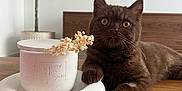 Taïko a rejoint le concours — aidez-le/la à gagner de superbes lots ! brown_cat, cat, ceramic_object, closeup, curious, domestic_animal, dried_flowers, eyes, feline, fur, home_decor, indoor, living_room, modern_interior, pet, plant, relaxed, tabletop, whiskers, wooden_table