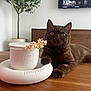 brown_cat, cat, ceramic_object, closeup, curious, domestic_animal, dried_flowers, eyes, feline, fur, home_decor, indoor, living_room, modern_interior, pet, plant, relaxed, tabletop, whiskers, wooden_table