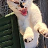 animal, black_patches, calico_cat, cat, chair, ears, feline, funny, fur, jumping, kitten, open_mouth, orange_patches, outdoor, paws, pet, playful, whiskers, white_fur, yawning