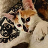 Lila a rejoint le concours — aidez-le/la à gagner de superbes lots ! cat, kitten, calico, pet, animal, feline, close_up, portrait, face, eyes, ears, whiskers, nose, paw, fur, white_fur, orange_fur, black_fur, blanket, indoors
