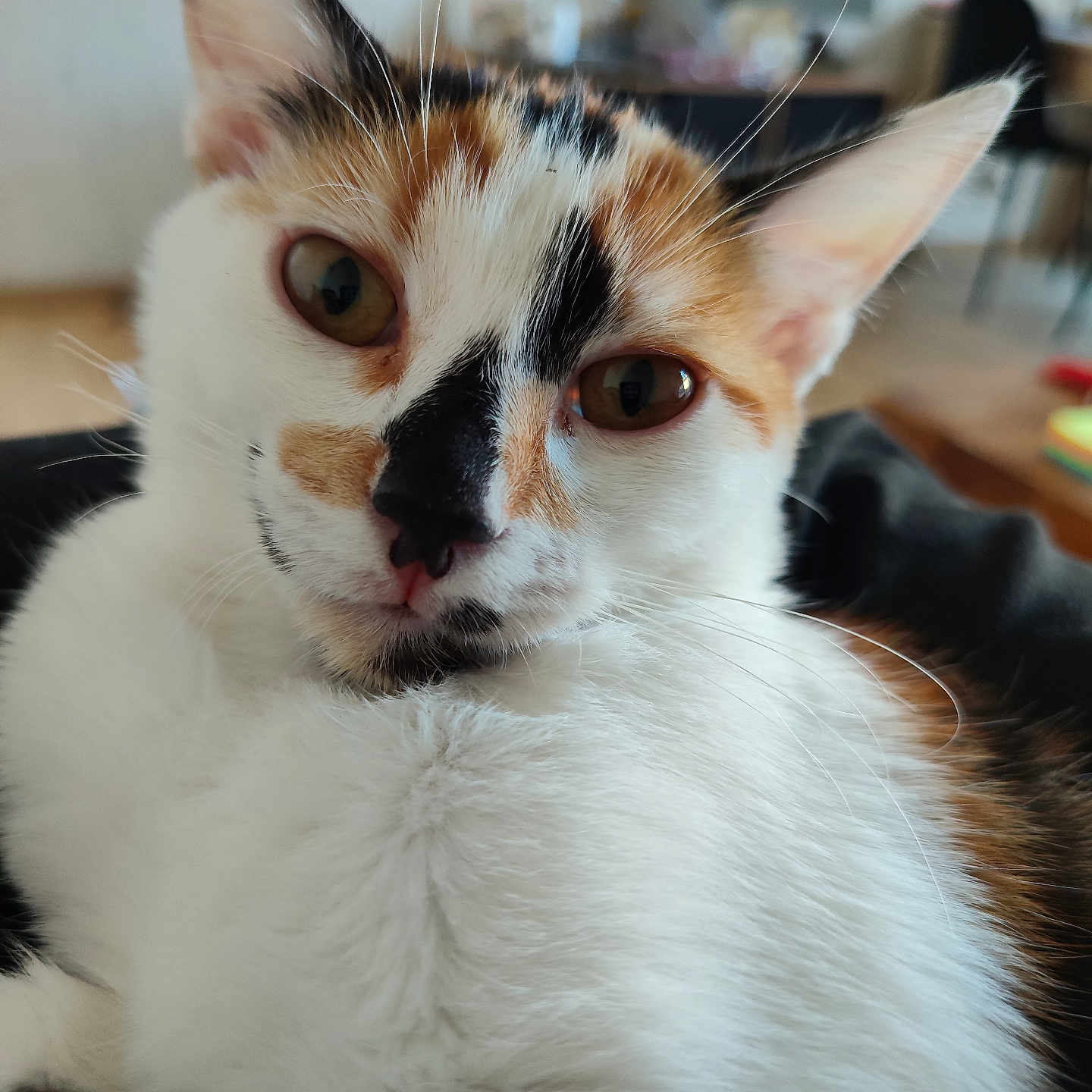 Lila a rejoint le concours — aidez-le/la à gagner de superbes lots ! cat, calico_cat, close_up, animal, pet, feline, whiskers, ears, eyes, nose, fur, white_fur, orange_patches, black_patches, portrait, indoors, home, blurred_background, curious, cute