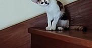Lila participe au concours pour gagner de l'argent avec cette photo : cat, kitten, calico, animal, pet, sitting, standing, curious, head_tilt, ears, eyes, whiskers, fur, white_fur, black_patches, brown_patches, wooden_cabinet, wood_floor, indoor, portrait