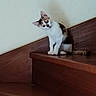 animal, black_patches, brown_patches, calico, cat, curious, ears, eyes, fur, head_tilt, indoor, kitten, pet, portrait, sitting, standing, whiskers, white_fur, wood_floor, wooden_cabinet