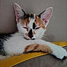 Lila participe au concours pour gagner de l'argent avec cette photo : cat, kitten, calico, sleepy, cute, pet, animal, feline, close_up, portrait, pink_ears, whiskers, paws, white_fur, orange_fur, black_fur, yellow_blanket, indoors, resting, cozy