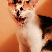 Lila a rejoint le concours — aidez-le/la à gagner de superbes lots ! cat, kitten, calico, animal, pet, feline, meowing, open_mouth, whiskers, ears, fur, white_fur, orange_fur, black_fur, portrait, close_up, sitting, indoor, warm_lighting, funny