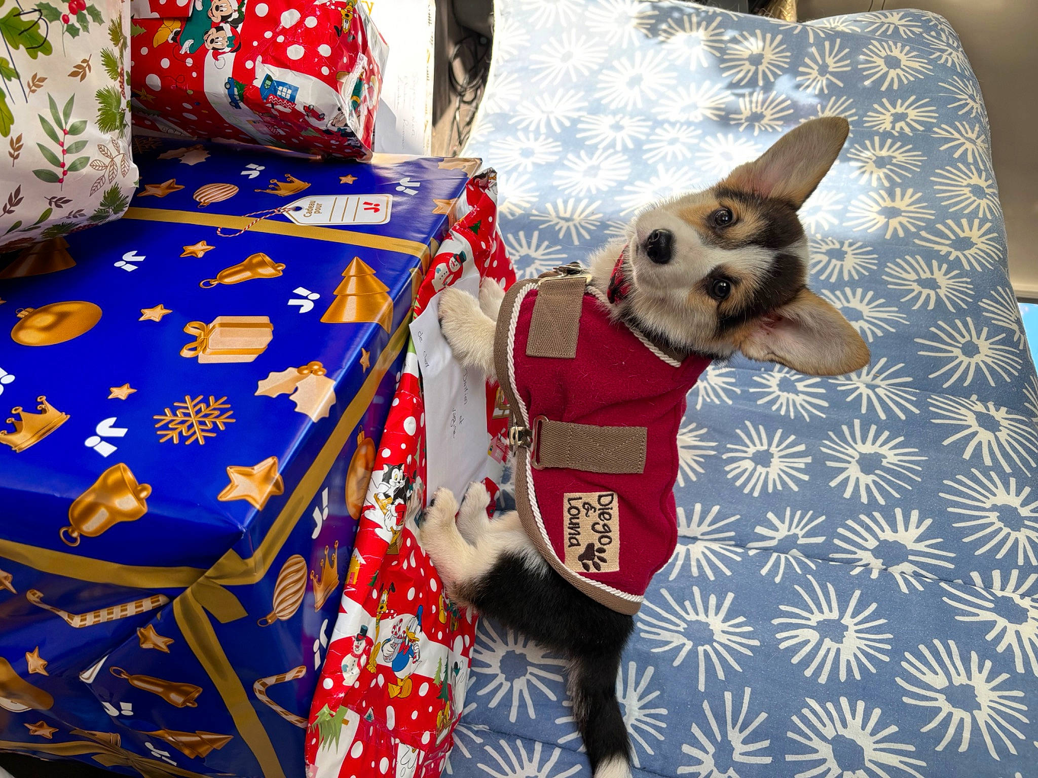 Uma a rejoint le concours — aidez-le/la à gagner de superbes lots ! canidae, carmine, carnivore, companion_dog, dog, dog_breed, dog_clothes, dog_supply, electric_blue, event, fawn, flag_of_the_united_states, fur, linens, pattern, plaid, sporting_group, textile, toy_dog, working_animal