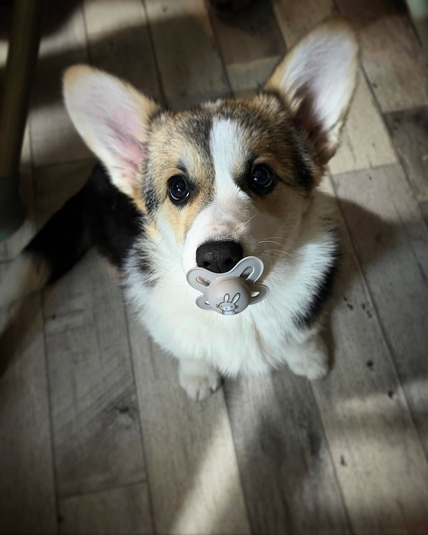 Uma a rejoint le concours — aidez-le/la à gagner de superbes lots ! canidae, carnivore, companion_dog, dog, dog_breed, eye, fawn, flooring, fur, head, iris, sitting, sled_dog, snout, sporting_group, terrestrial_animal, whiskers, wildlife, wood, working_animal