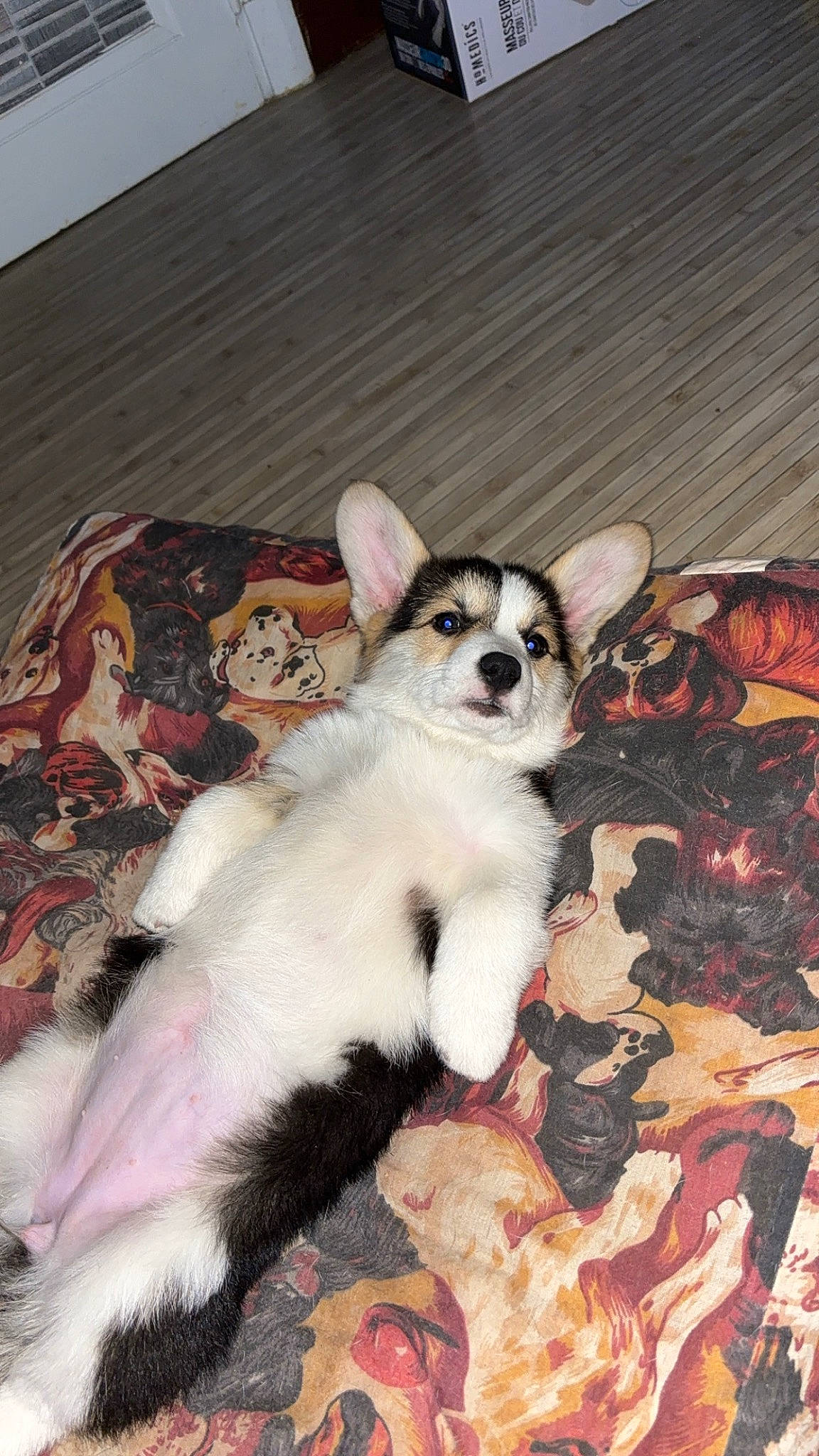 Uma participe au concours pour gagner de l'argent avec cette photo : canidae, carnivore, cat, comfort, companion_dog, dog_breed, domestic_short_haired_cat, fawn, felidae, foot, fur, paw, small_to_medium_sized_cats, sporting_group, tail, terrestrial_animal, toy_dog, whiskers, wood, working_animal