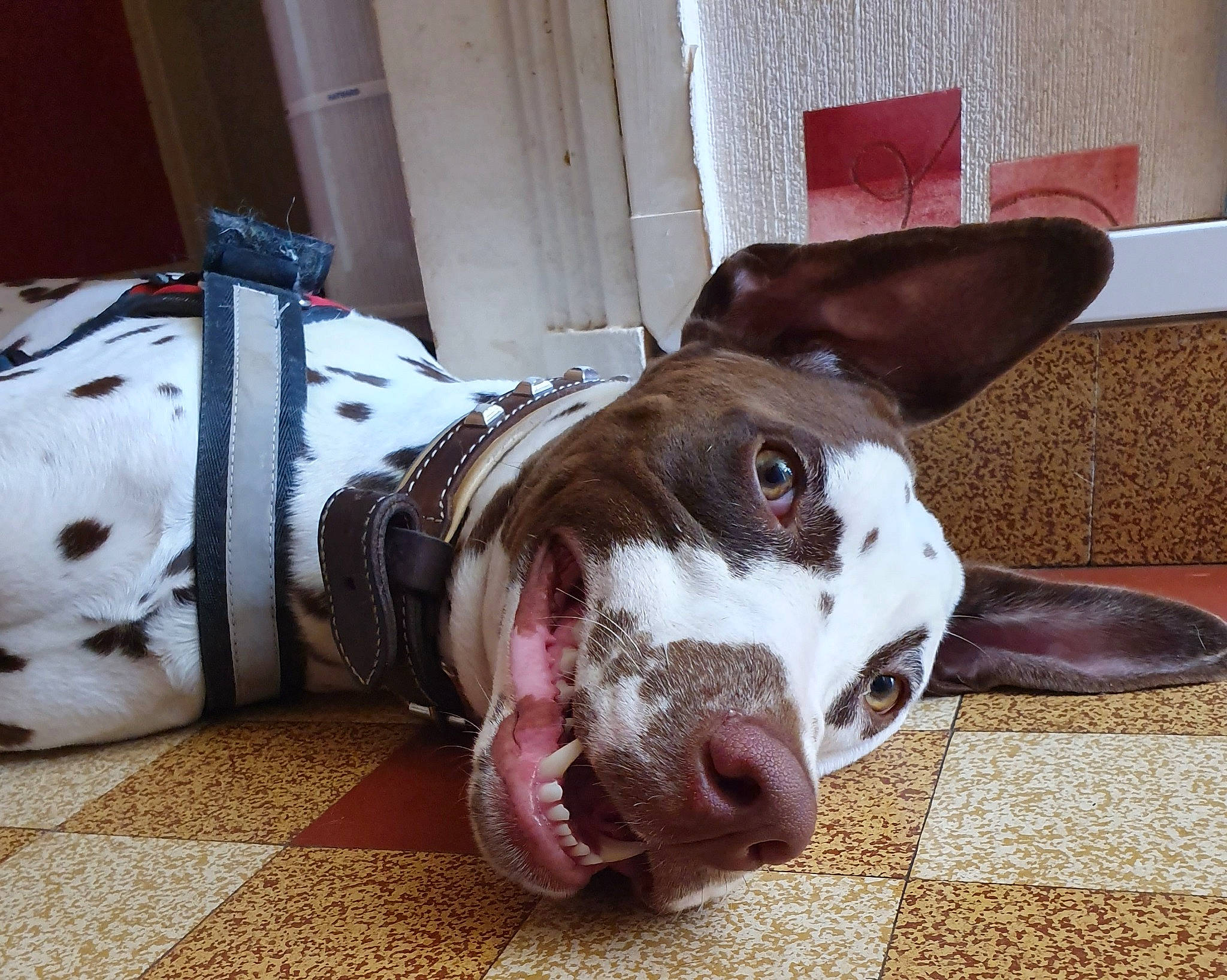 Osven a rejoint le concours — aidez-le/la à gagner de superbes lots ! american_staffordshire_terrier, canidae, carnivore, dog, dog_breed, ear, floor, german_shorthaired_pointer, great_dane, head, mammal, non_sporting_group, nose, organ, pit_bull, pointer, pointing_breed, puppy, snout, sporting_group