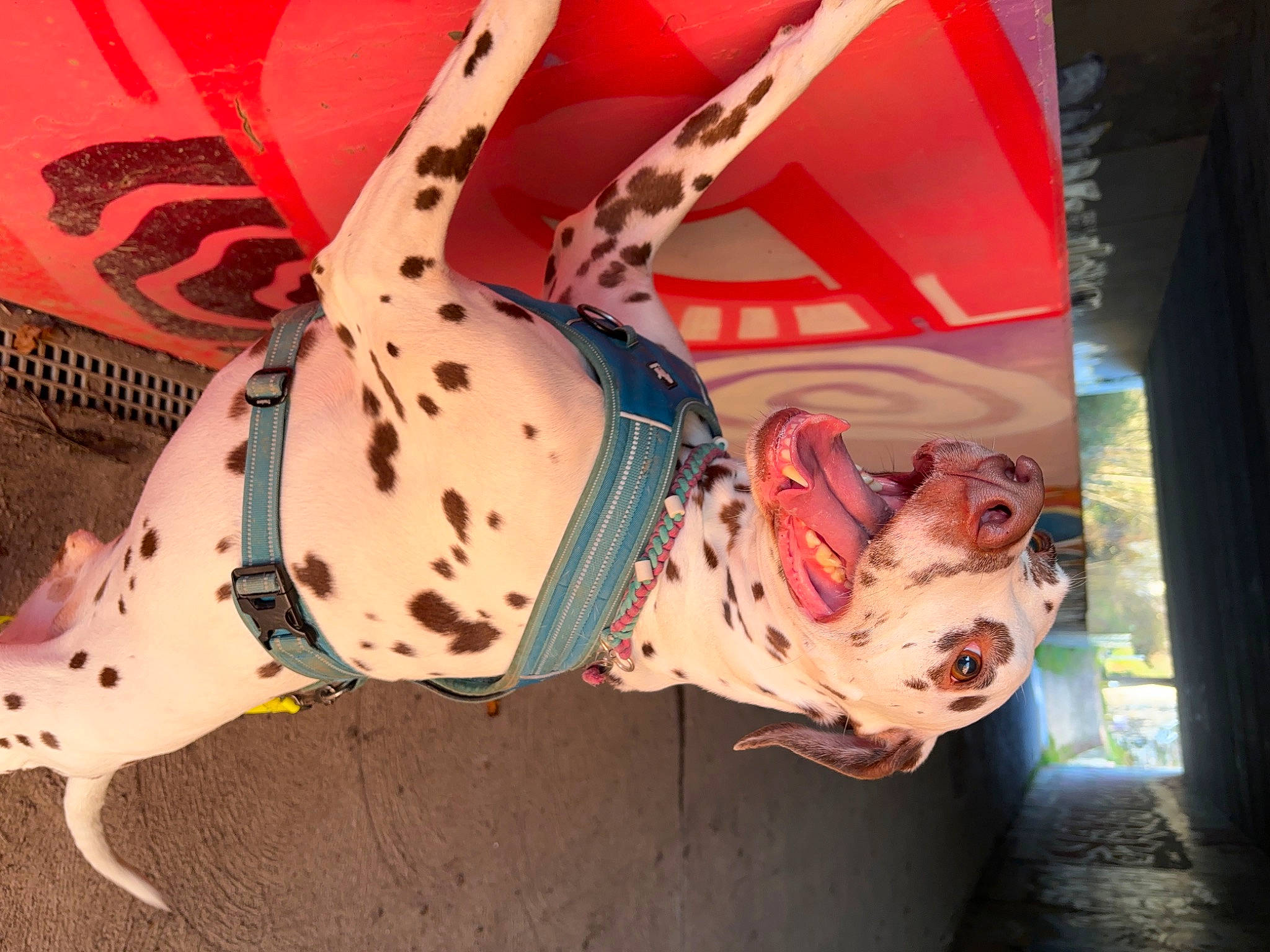 Osven participe au concours pour gagner de l'argent avec cette photo : canidae, carmine, carnivore, collar, dog, dog_clothes, dog_collar, event, fashion_accessory, fawn, flesh, leash, non_sporting_group, pattern, personal_protective_equipment, pink, snout, toy, visual_arts, working_animal