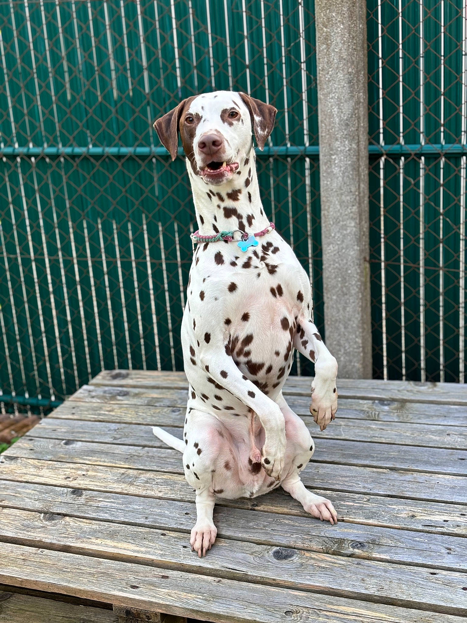 Osven a rejoint le concours — aidez-le/la à gagner de superbes lots ! canidae, carnivore, collar, companion_dog, dalmatian, dog, dog_breed, dog_collar, dog_supply, fawn, fence, leash, mesh, pet_supply, snout, sporting_group, terrestrial_animal, wood, working_animal, working_dog