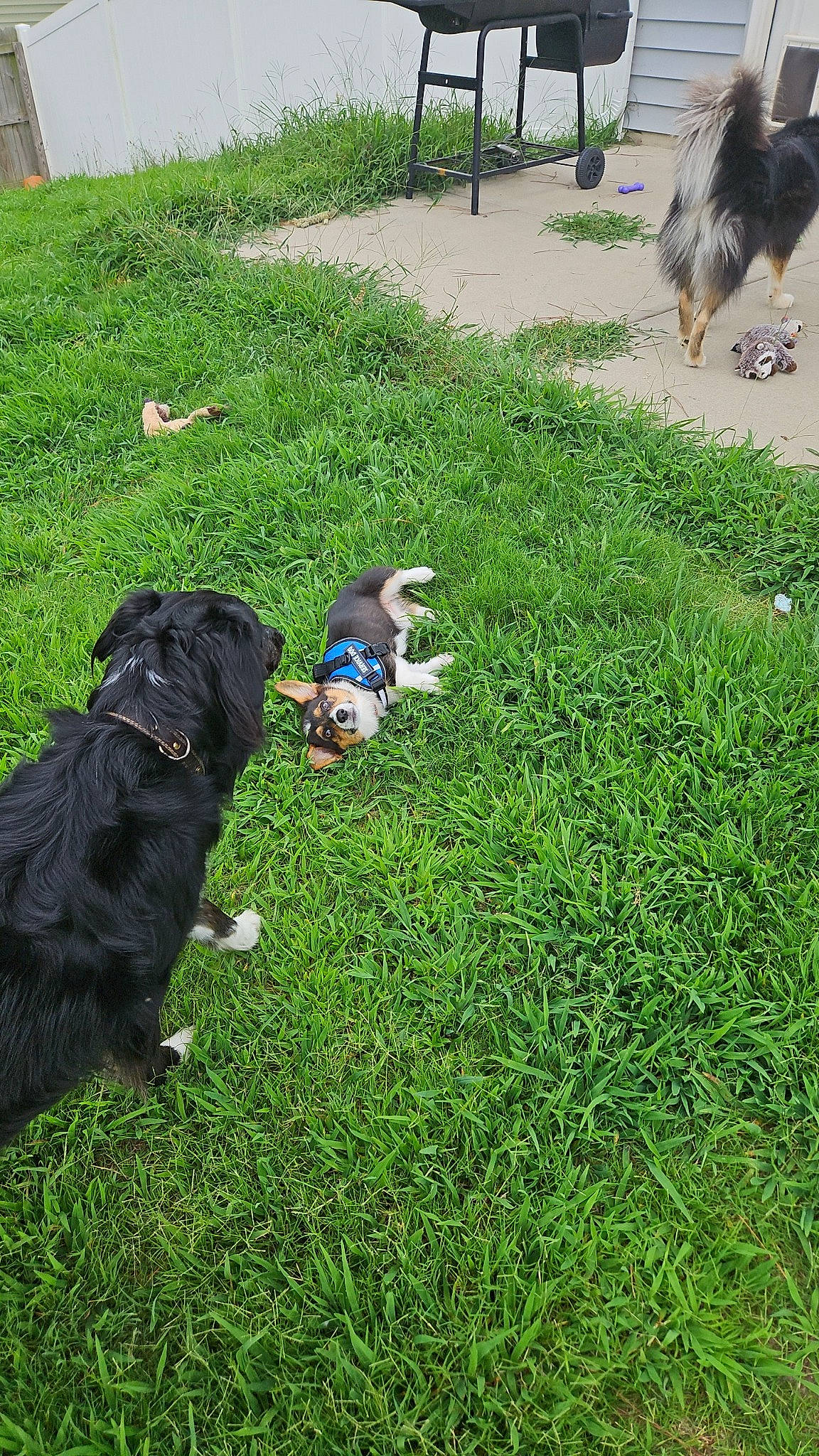 Ivy joined the competition — help win amazing prizes! canidae, carnivore, companion_dog, dog, dog_breed, fawn, garden, grass, grass_family, grassland, green, groundcover, hat, lawn, pasture, plant, soil, sporting_group, tail, tree