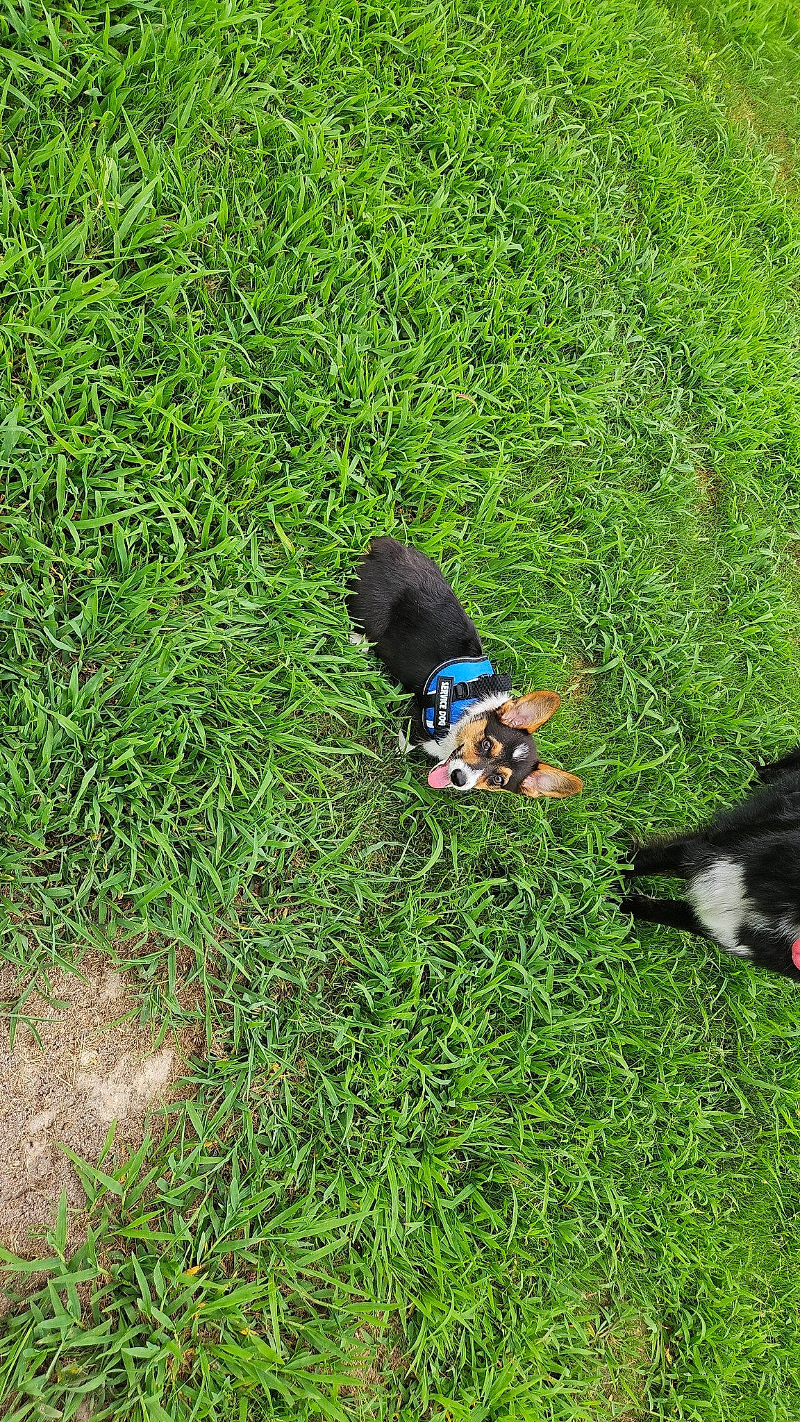 Ivy joined the competition — help win amazing prizes! canidae, carnivore, companion_dog, dog, dog_breed, garden, grass, grassland, groundcover, herbaceous_plant, lawn, pasture, people_in_nature, plant, shadow, shrub, sporting_group, tail, terrestrial_animal, working_animal