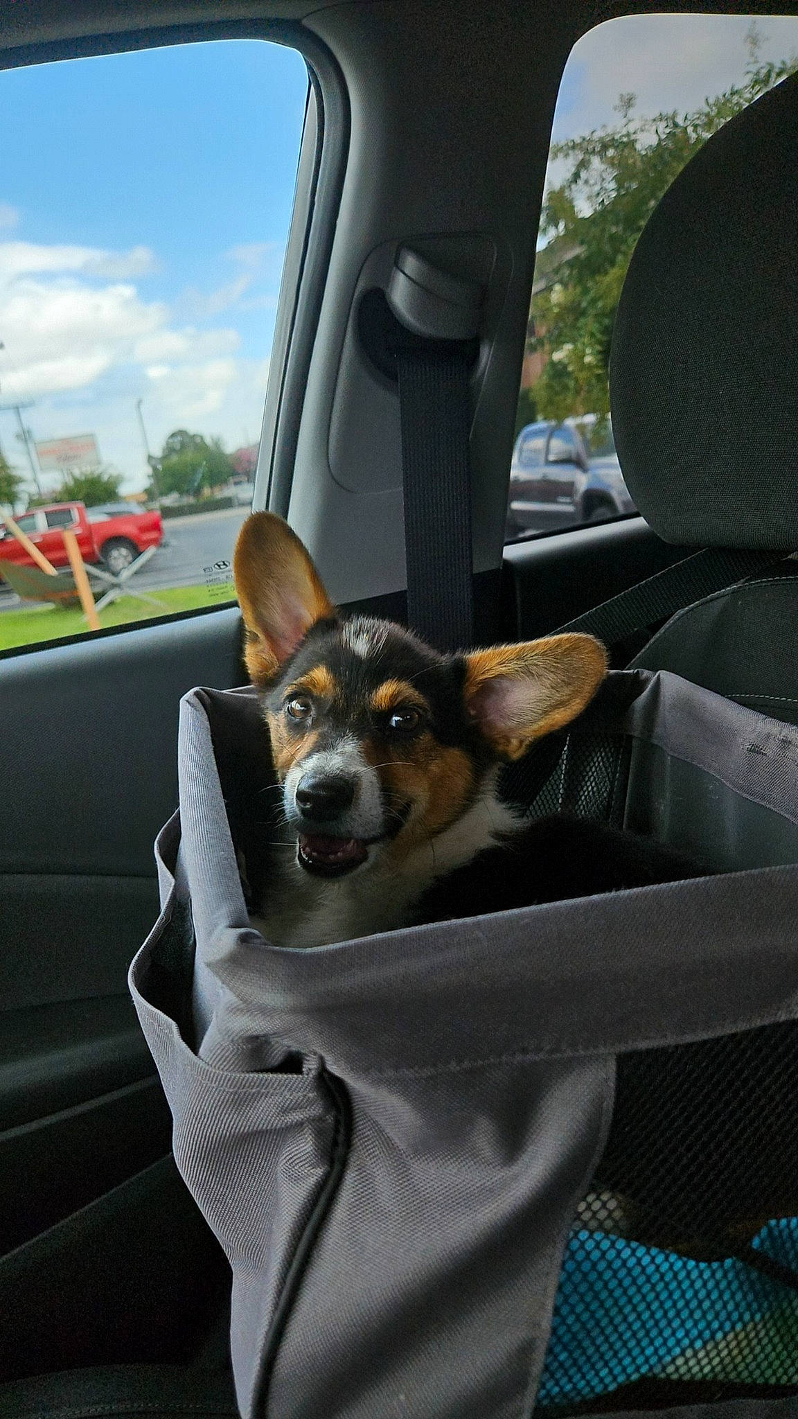 Ivy is registered to the contest to win money with this photo: auto_part, automotive_design, automotive_exterior, automotive_lighting, automotive_mirror, car, carnivore, cloud, companion_dog, dog, dog_breed, fawn, mode_of_transport, motor_vehicle, plant, sky, tree, vehicle, vehicle_door, windshield