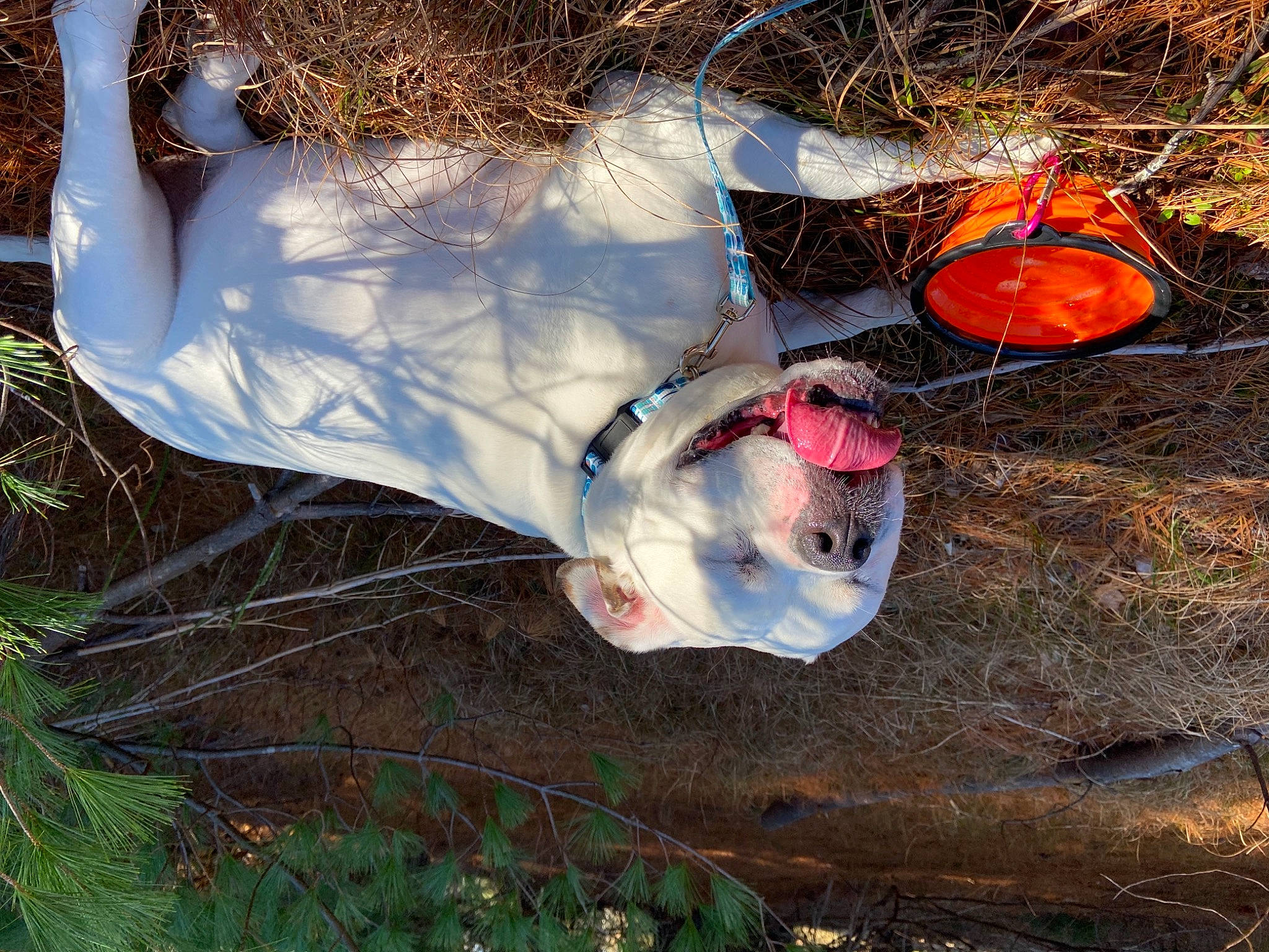 Ethel is registered to the contest to win money with this photo: branch, carmine, freezing, fun, grass, hat, human_leg, leaf, natural_material, people_in_nature, plant, snowman, soil, sporting_group, spring, tree, trunk, twig, winter, wood