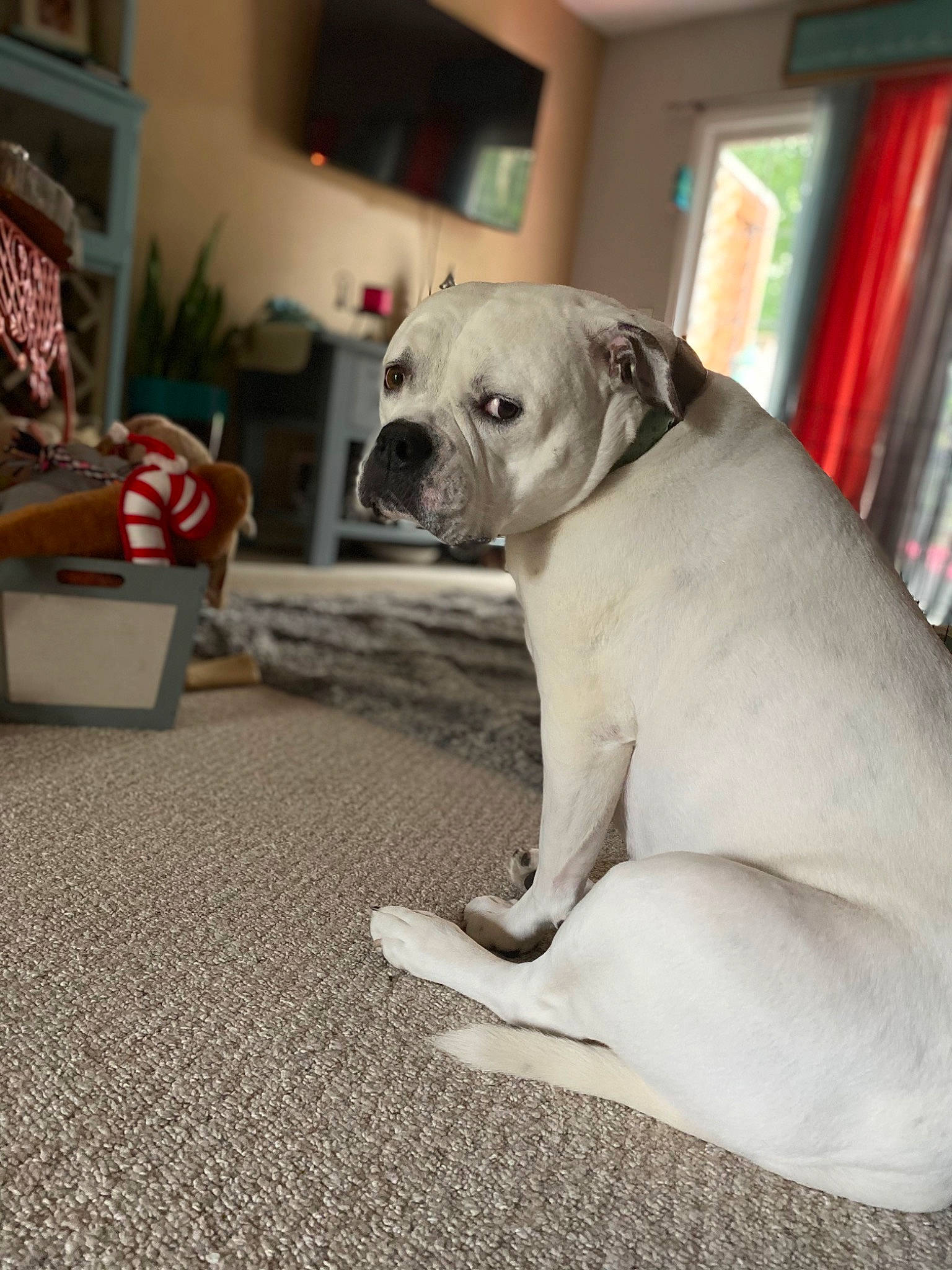 Ethel joined the competition — help win amazing prizes! bookcase, bulldog, carnivore, comfort, companion_dog, dog, dog_breed, fawn, floor, flooring, houseplant, molosser, non_sporting_group, picture_frame, plant, snout, sporting_group, whiskers, working_animal, wrinkle