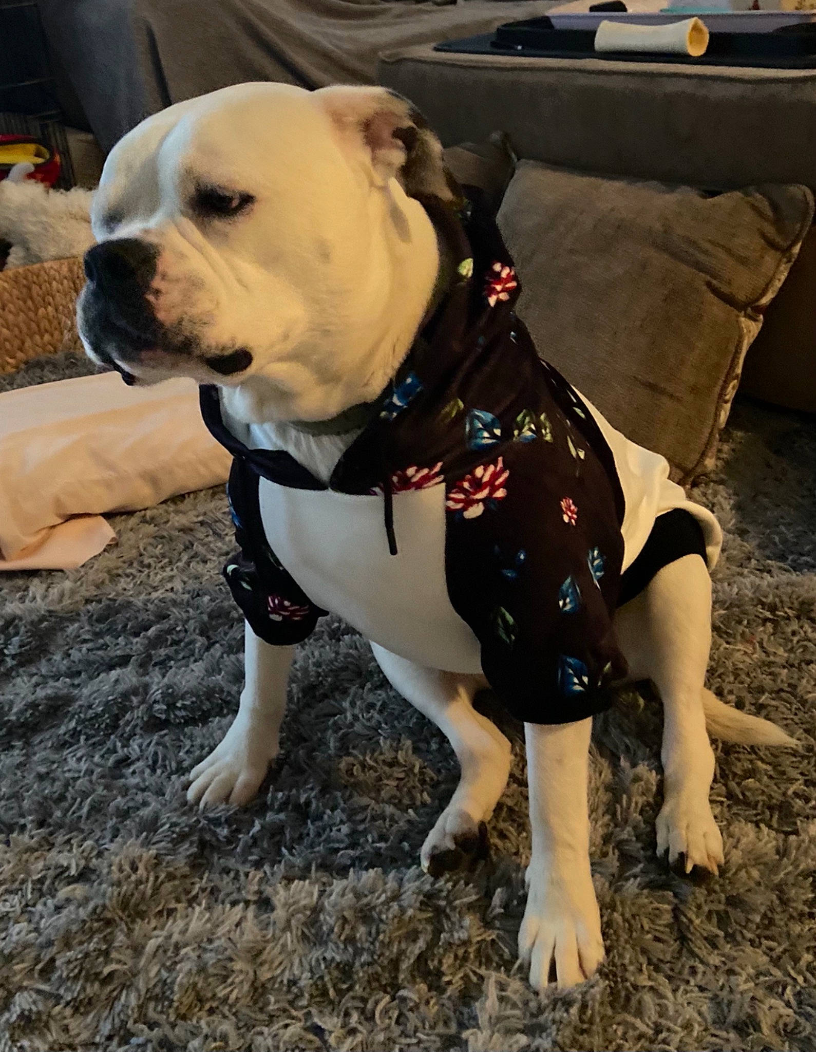 Ethel joined the competition — help win amazing prizes! bulldog, carnivore, collar, companion_dog, dog, dog_breed, dog_clothes, dog_collar, dog_supply, fashion_accessory, fawn, foot, leash, molosser, paw, pet_supply, snout, sporting_group, whiskers, working_animal