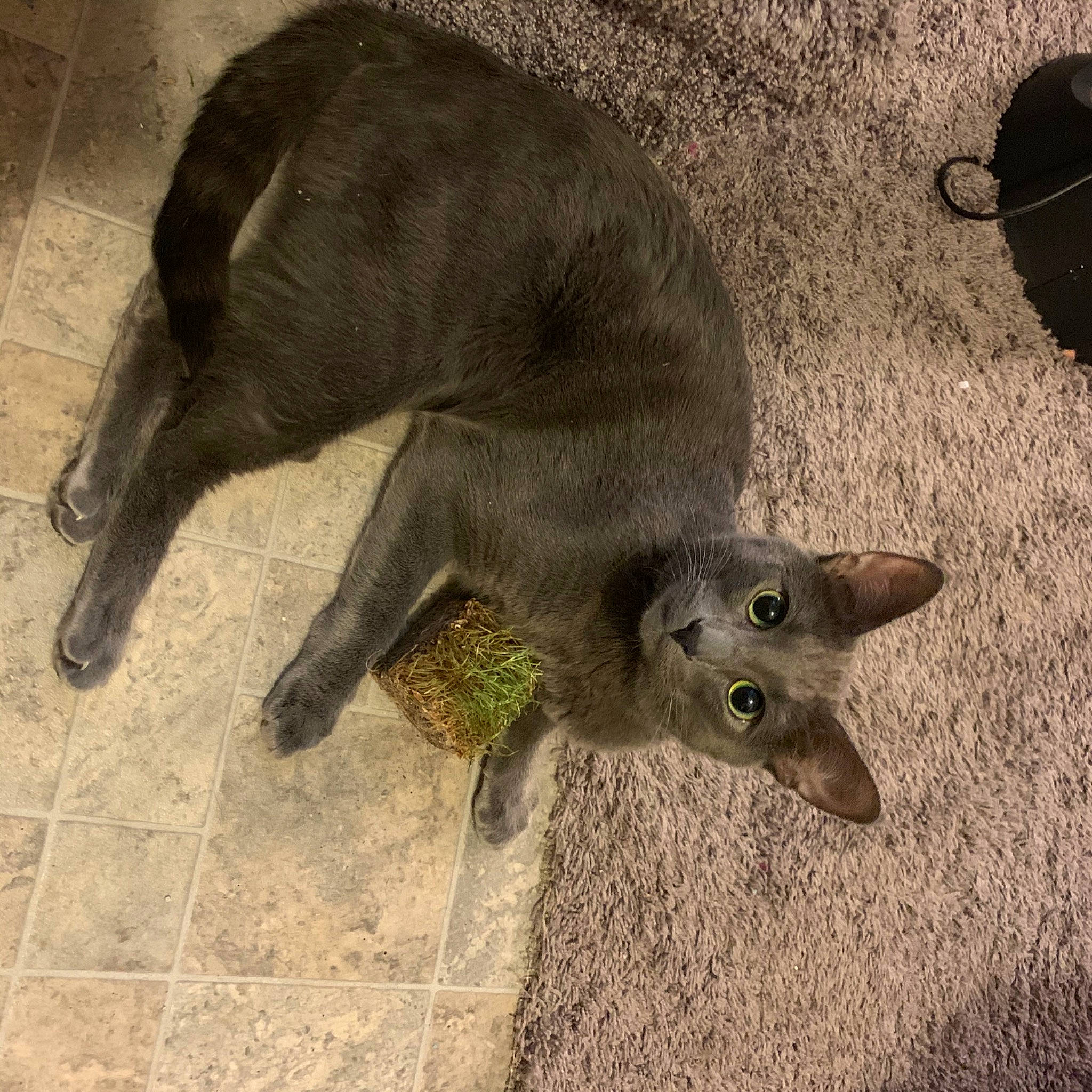 Jasper is registered to the contest to win money with this photo: carnivore, cat, felidae, korat, russian_blue, small_to_medium_sized_cats