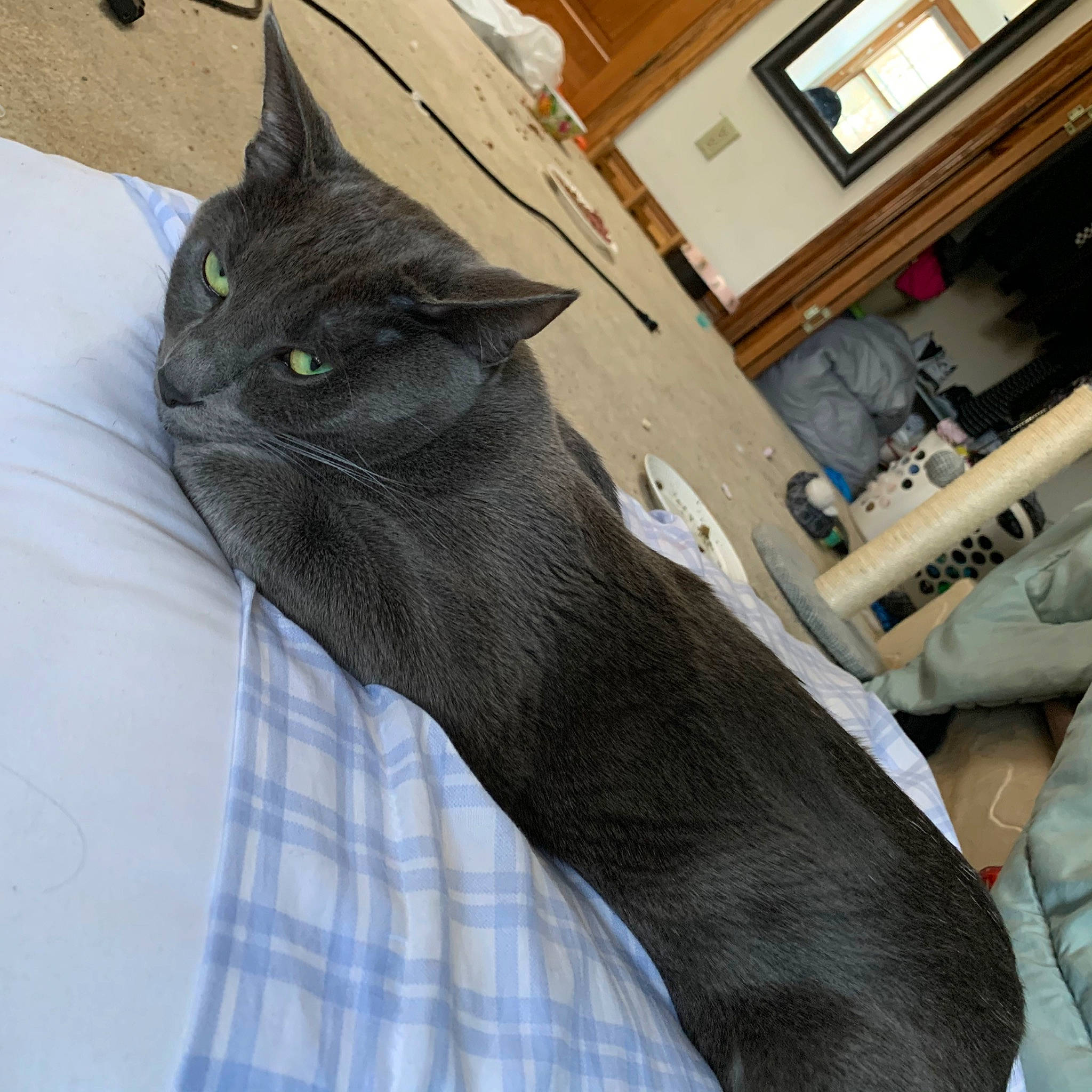 Jasper is registered to the contest to win money with this photo: asian, black_cat, carnivore, cat, chartreux, domestic_short_haired_cat, european_shorthair, felidae, korat, nebelung, russian_blue, small_to_medium_sized_cats, tail, whiskers