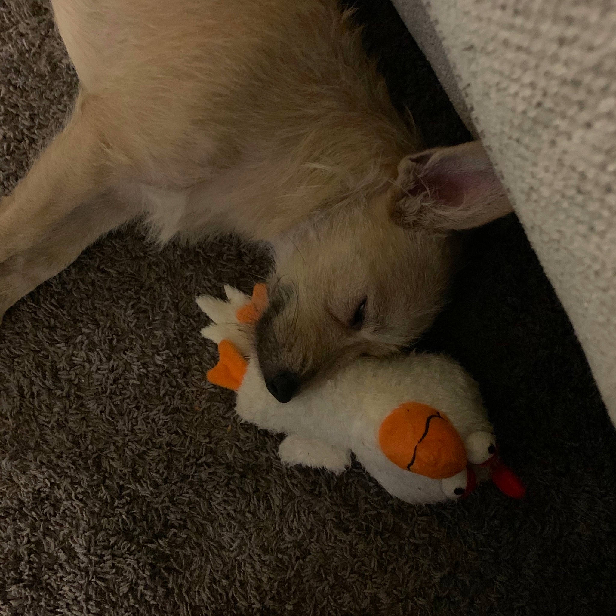 Homer is registered to the contest to win money with this photo: canidae, carnivore, cat, claw, fawn, felidae, paw, small_to_medium_sized_cats, tail, whiskers