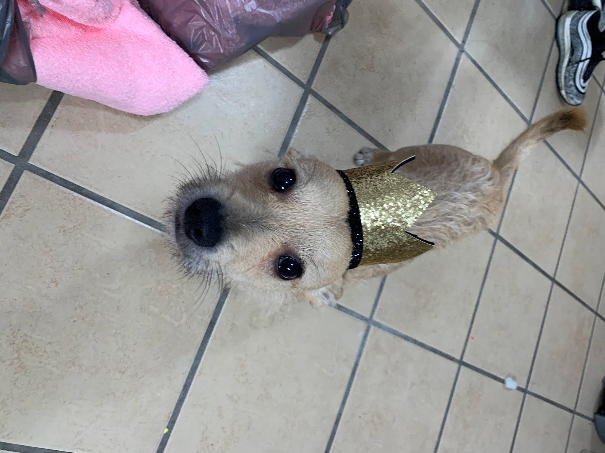 Homer is registered to the contest to win money with this photo: canidae, carnivore, companion_dog, dog, dog_breed, flooring, non_sporting_group, puppy, small_terrier, snout, sporting_lucas_terrier, terrier, toy_dog
