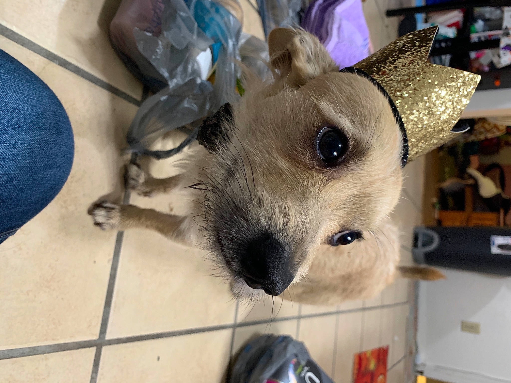 Homer is registered to the contest to win money with this photo: canidae, carnivore, dog_breed, fawn, mammal, marsupial, snout, vertebrate, whiskers