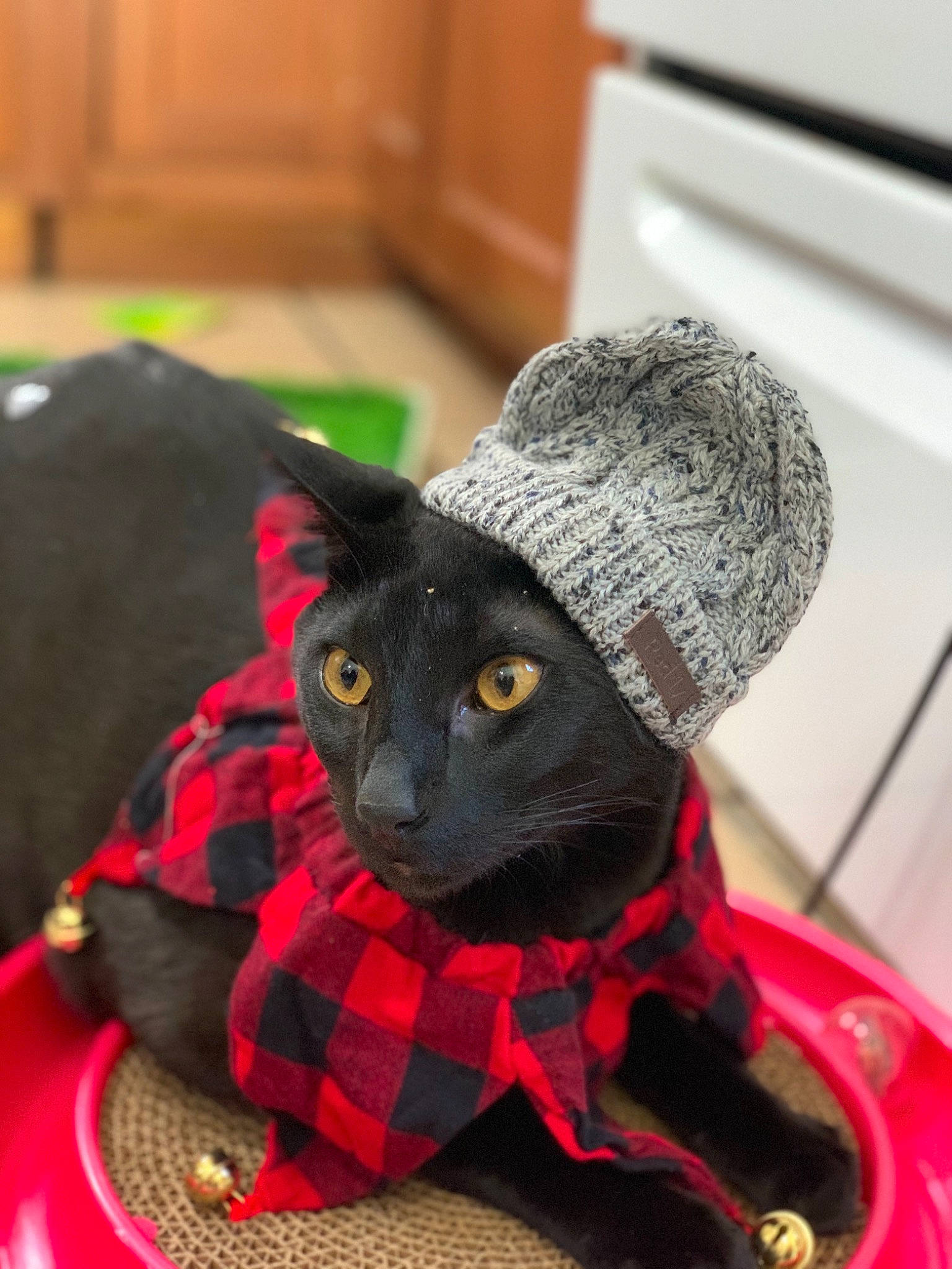 Roman is registered to the contest to win money with this photo: black_cat, british_shorthair, cap, carnivore, cat, chartreux, design, fashion_accessory, felidae, fur, hat, headgear, korat, pattern, plaid, russian_blue, small_to_medium_sized_cats, tartan, whiskers, wool