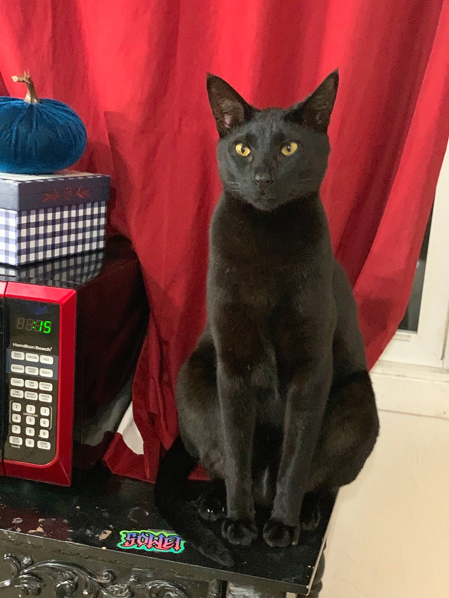Roman is registered to the contest to win money with this photo: asian, black_cat, burmese, carnivore, cat, chartreux, domestic_short_haired_cat, felidae, korat, mammal, russian_blue, small_to_medium_sized_cats, whiskers
