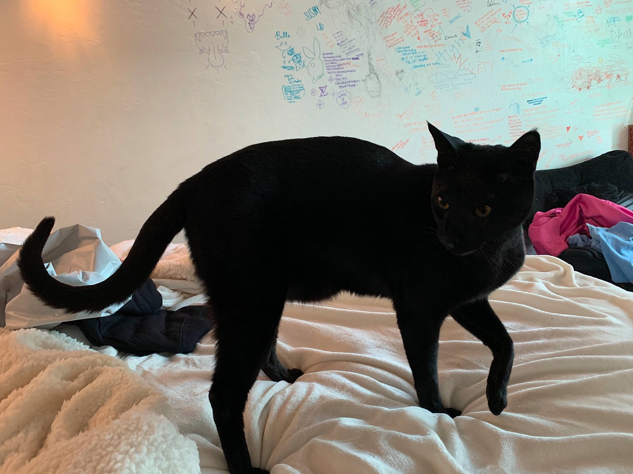 Roman is registered to the contest to win money with this photo: asian, black, black_cat, bombay, carnivore, cat, felidae, havana_brown, mammal, small_to_medium_sized_cats, tail, vertebrate, whiskers