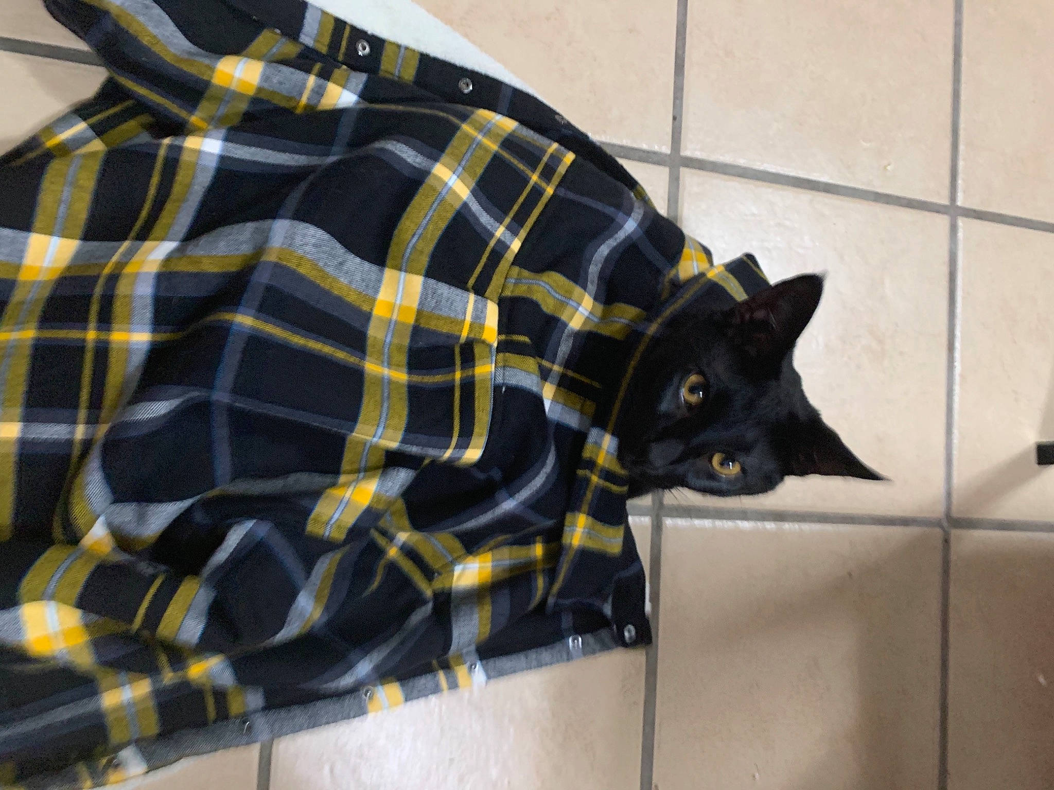 Roman joined the competition — help win amazing prizes! design, fur, outerwear, pattern, plaid, sleeve, tartan, textile, yellow