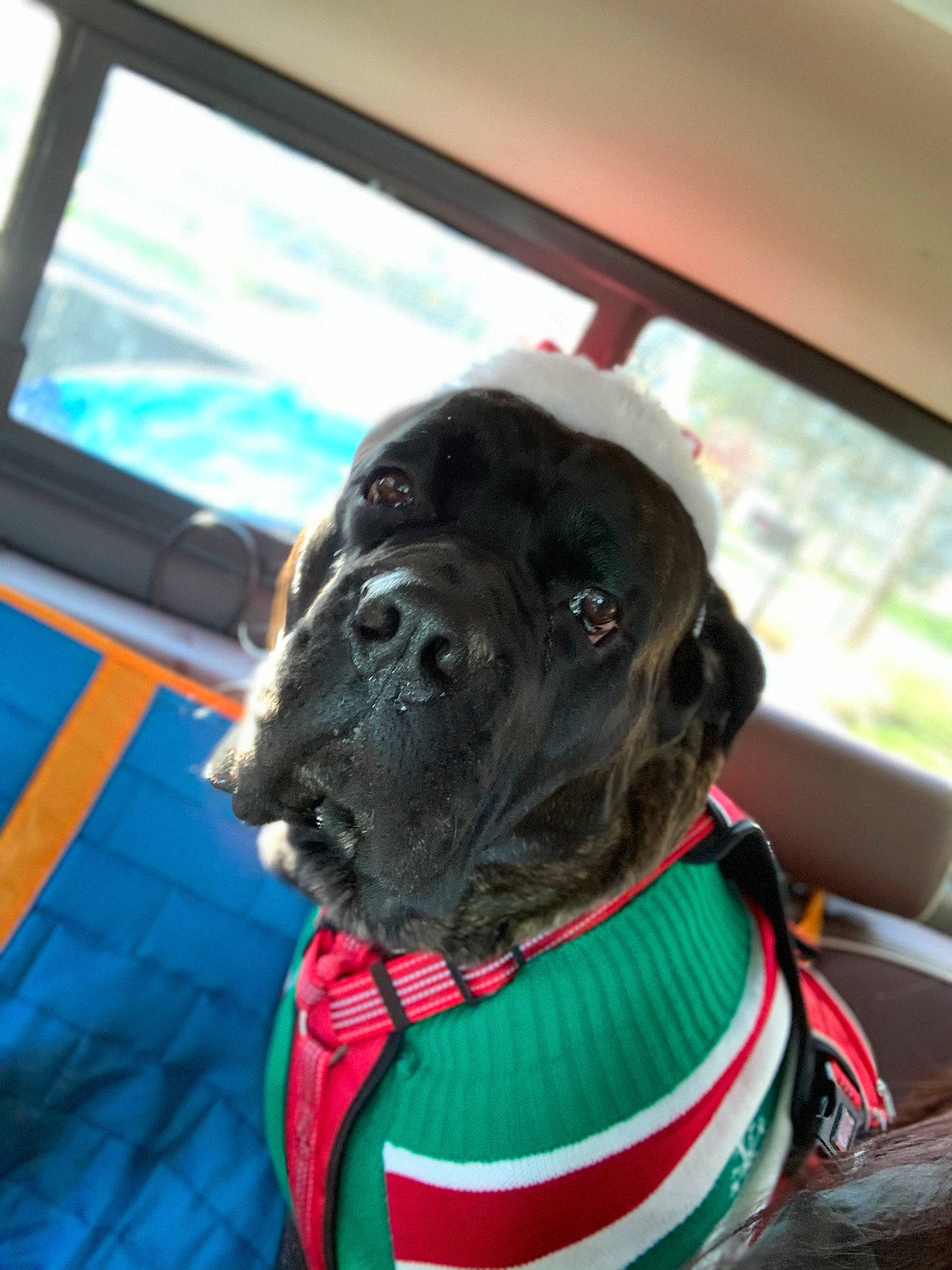 Rex joined the competition — help win amazing prizes! bandog, boxer, bullmastiff, cane_corso, canidae, carnivore, companion_dog, dog, dog_breed, fawn, guard_dog, mammal, non_sporting_group, snout, sporting_group