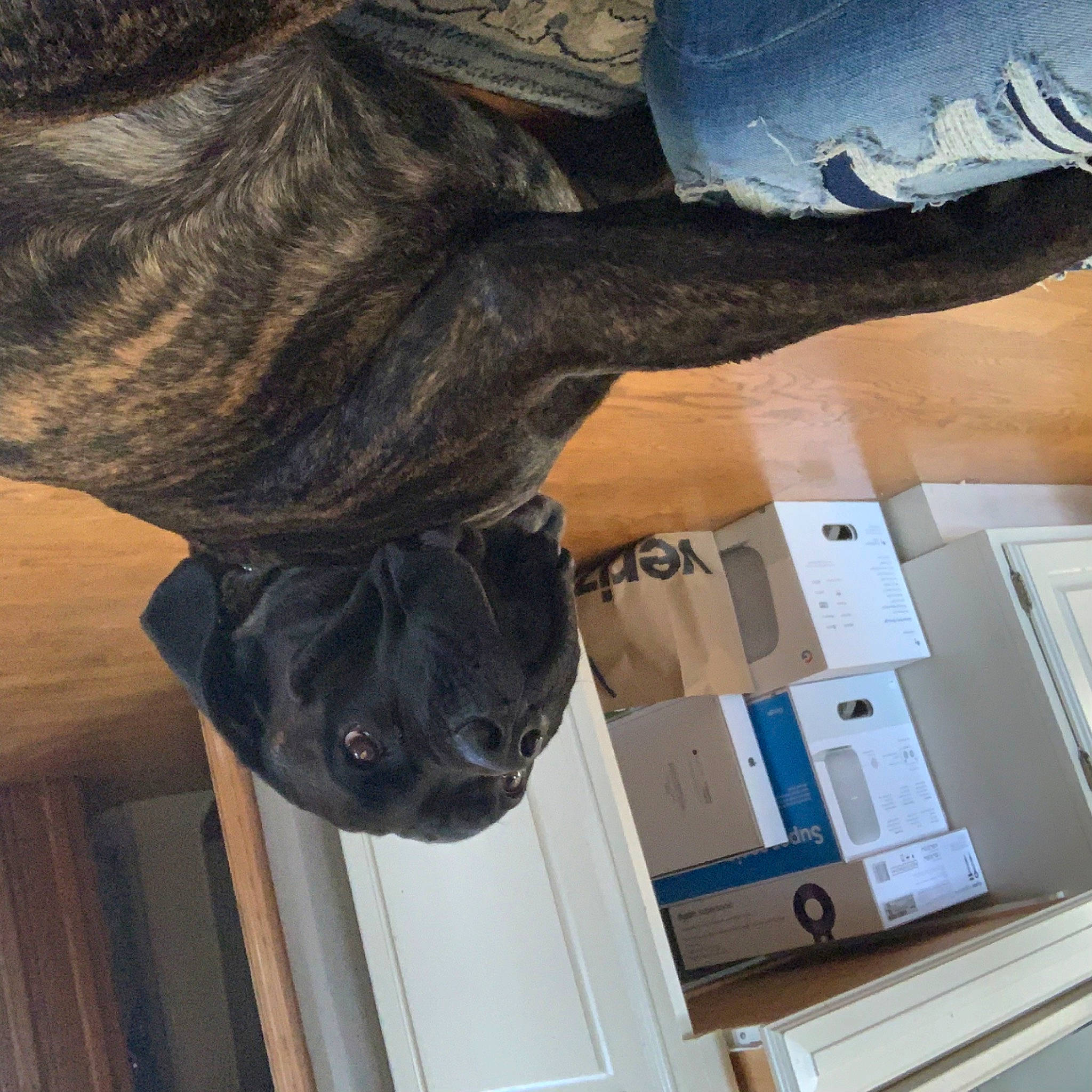 Rex is registered to the contest to win money with this photo: fawn