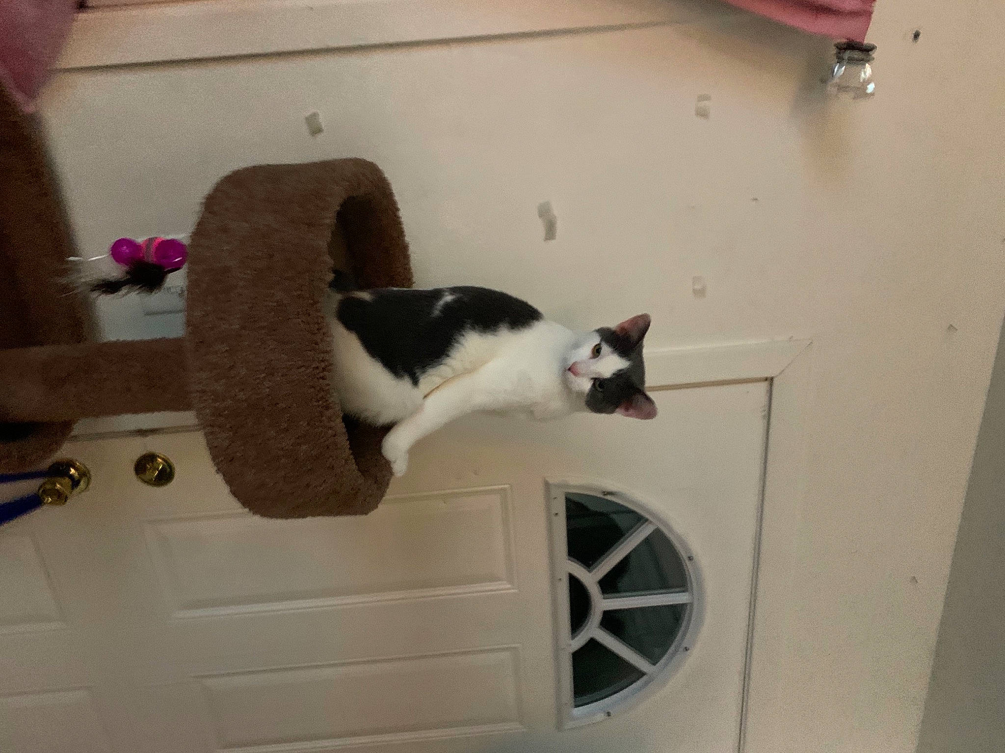 Micheal J joined the competition — help win amazing prizes! carnivore, cat, domestic_short_haired_cat, felidae, kitten, small_to_medium_sized_cats, tail, whiskers