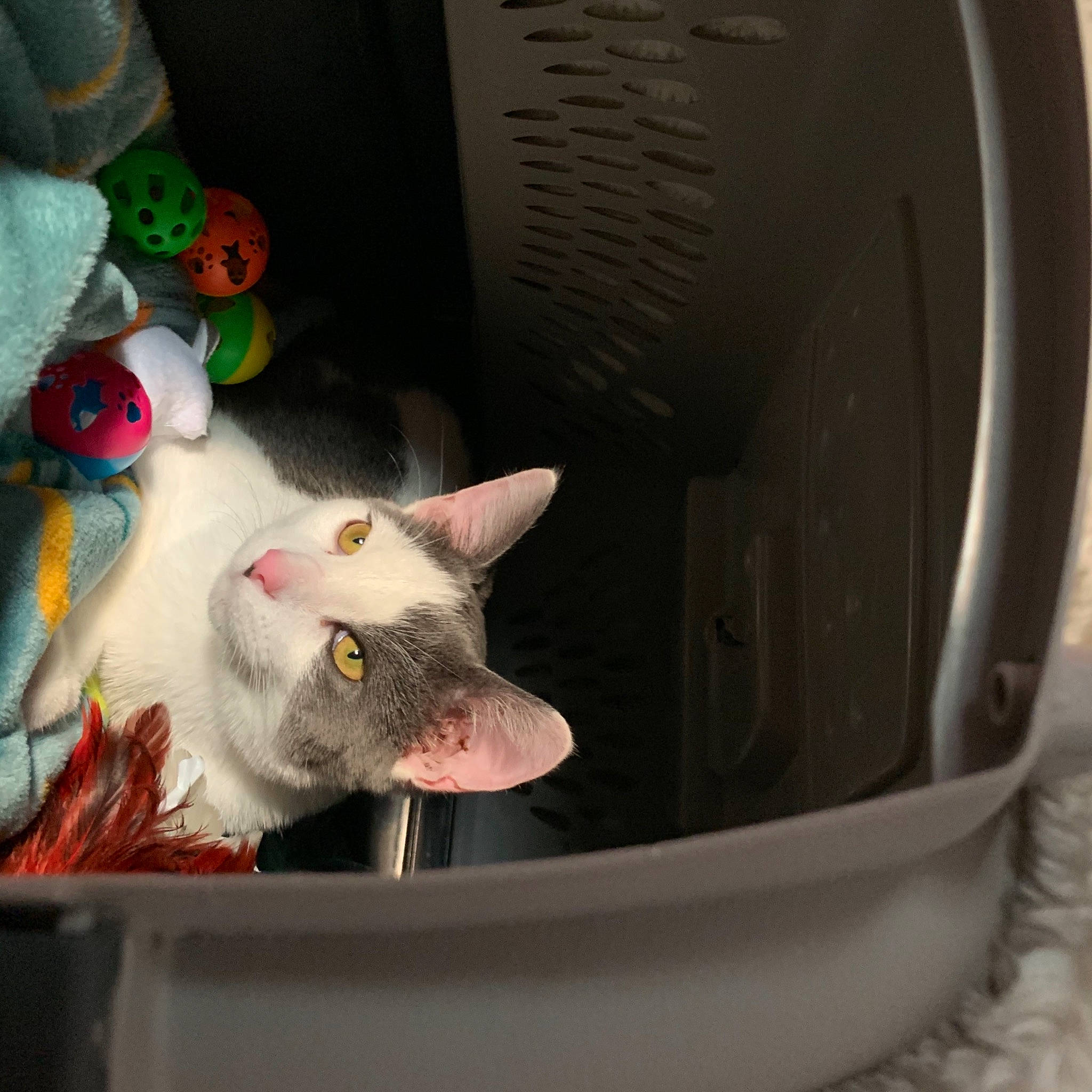 Micheal J joined the competition — help win amazing prizes! asian, carnivore, cat, cat_supply, devon_rex, domestic_short_haired_cat, felidae, korat, oriental_shorthair, russian_blue, small_to_medium_sized_cats, whiskers