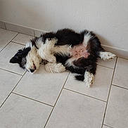 Biguine participe au concours pour gagner de l'argent avec cette photo : dog, pet, black_and_white, fluffy, sleeping, lying_down, belly_up, relaxed, indoor, tile_floor, wall, home, cute, fur, paws, tail, small_dog, resting, portrait, smartphone_photo