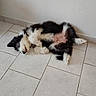 belly_up, black_and_white, cute, dog, fluffy, fur, home, indoor, lying_down, paws, pet, portrait, relaxed, resting, sleeping, small_dog, smartphone_photo, tail, tile_floor, wall