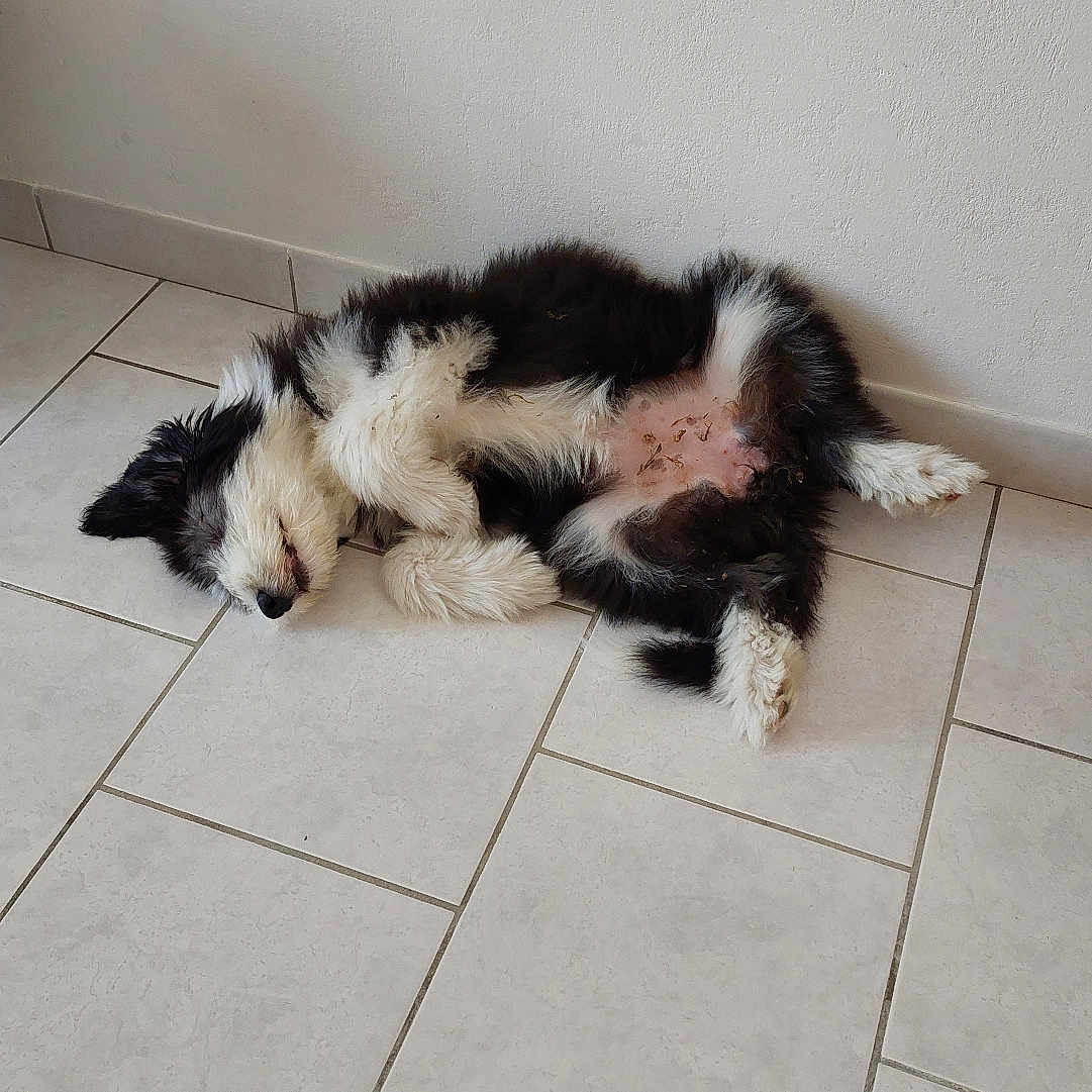 Biguine participe au concours pour gagner de l'argent avec cette photo : dog, pet, black_and_white, fluffy, sleeping, lying_down, belly_up, relaxed, indoor, tile_floor, wall, home, cute, fur, paws, tail, small_dog, resting, portrait, smartphone_photo