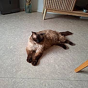 Guysmo a rejoint le concours — aidez-le/la à gagner de superbes lots ! cat, fluffy_cat, seal_point, long_hair, pet, animal, lounging, lying_down, relaxed, indoor, living_room, floor, wooden_furniture, coffee_table, television_stand, home, cozy, whiskers, paws, photography