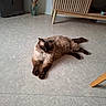 cat, fluffy_cat, seal_point, long_hair, pet, animal, lounging, lying_down, relaxed, indoor, living_room, floor, wooden_furniture, coffee_table, television_stand, home, cozy, whiskers, paws, photography