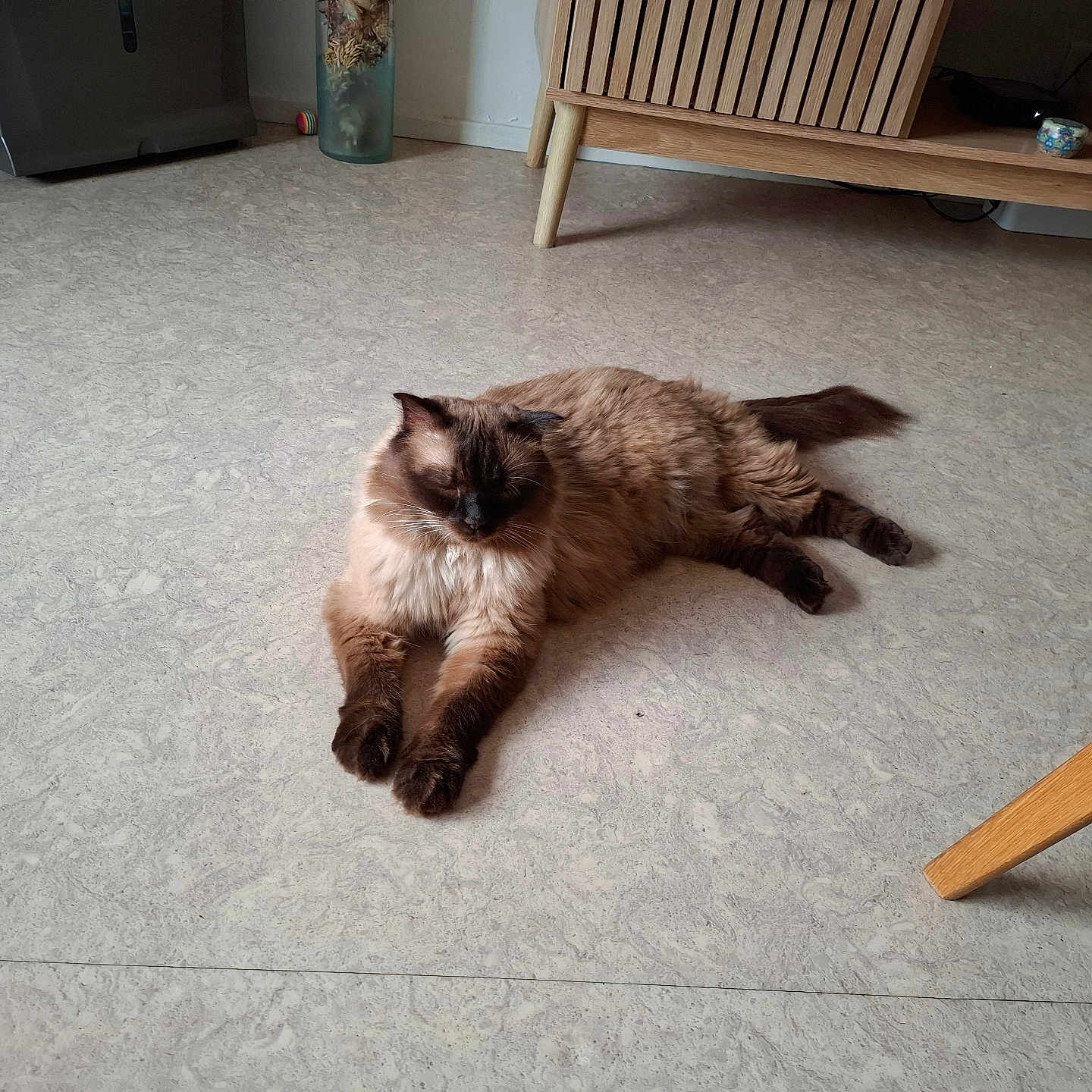 Guysmo a rejoint le concours — aidez-le/la à gagner de superbes lots ! cat, fluffy_cat, seal_point, long_hair, pet, animal, lounging, lying_down, relaxed, indoor, living_room, floor, wooden_furniture, coffee_table, television_stand, home, cozy, whiskers, paws, photography