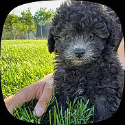 Kovu is registered to the contest to win money with this photo: puppy, dog, curly_fur, black_fur, grass, outdoor, hand, sunlight, young_dog, pet, nature, close_up, animal, cute, fluffy, small_dog, summer, greenery, friendly, companion