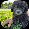 puppy, dog, curly_fur, black_fur, grass, outdoor, hand, sunlight, young_dog, pet, nature, close_up, animal, cute, fluffy, small_dog, summer, greenery, friendly, companion