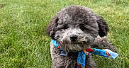 Kovu is registered to the contest to win money with this photo: dog, gray, fluffy, bandana, blue, grass, lawn, outdoor, pet, cute, animal, suburban, house, car, portrait, relaxed, summer, fur, small_dog, front_yard
