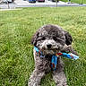 dog, gray, fluffy, bandana, blue, grass, lawn, outdoor, pet, cute, animal, suburban, house, car, portrait, relaxed, summer, fur, small_dog, front_yard