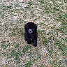 Kovu joined the competition — help win amazing prizes! puppy, dog, black_dog, curly_fur, grass, outdoor, pet, animal, cute, sitting, young_dog, nature, lawn, curious, adorable, fur, small_dog, looking_up, companion, playful