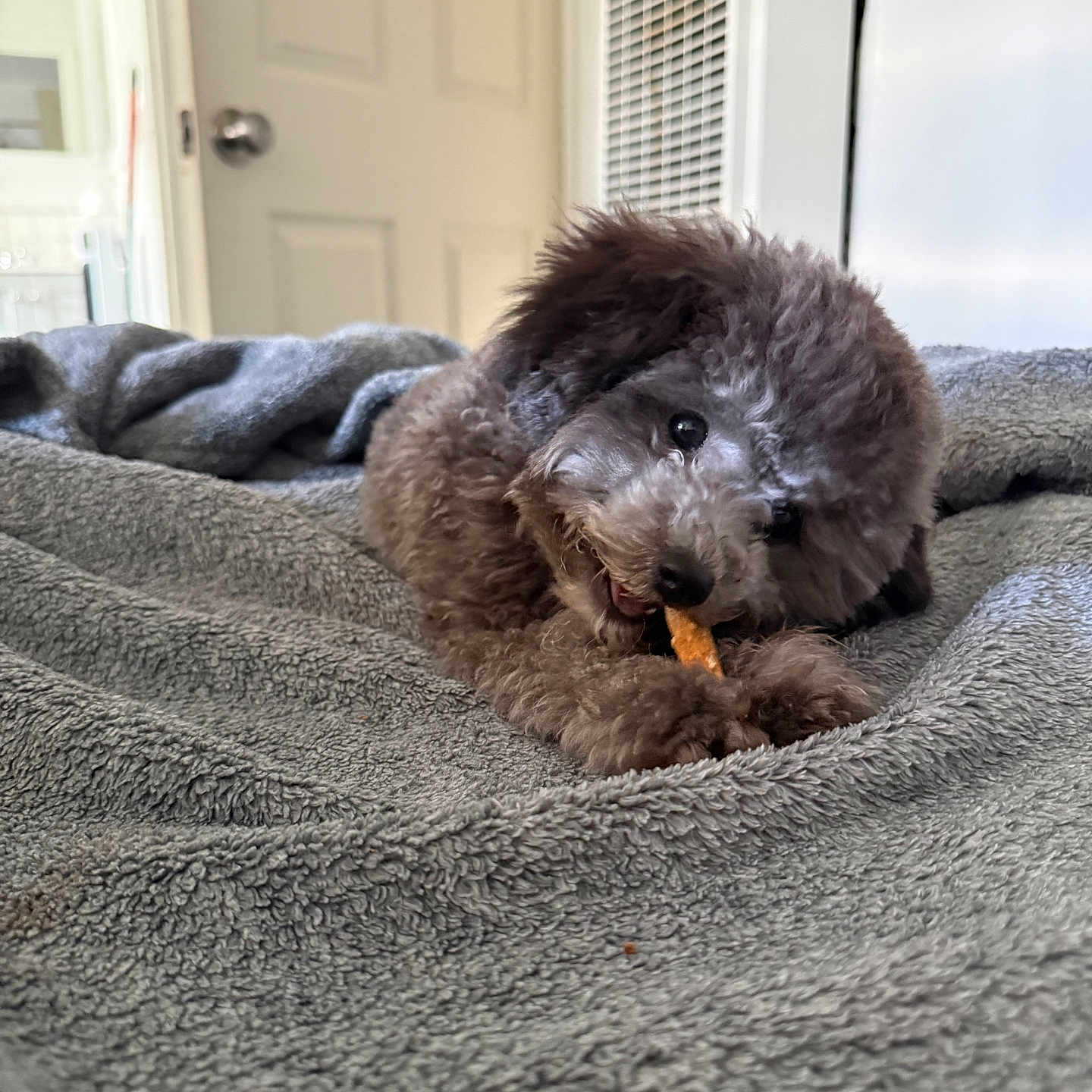 Kovu